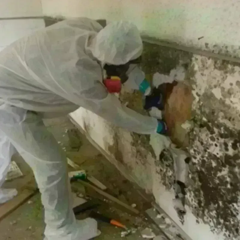 Mold Remediation and Removal in Gautier, MS